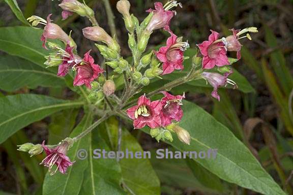 nicotiana tomentosa 5 graphic